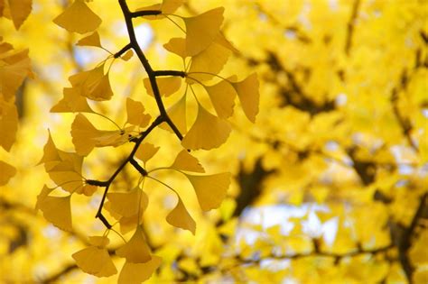 銀杏|Ginkgo